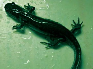 salamander